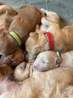 11 Labradoodle x Goldendoodle Pups - geboren op 16 dec, Rabiës (hondsdolheid), Overige rassen, 8 tot 15 weken, Meerdere