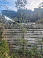 Twee Steeneiken, Tuin en Terras, Planten | Bomen, Bloeit niet, Overige soorten, 100 tot 250 cm, Ophalen