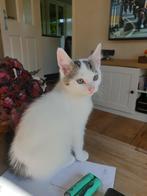 Te koop  kittens, Dieren en Toebehoren, Meerdere dieren