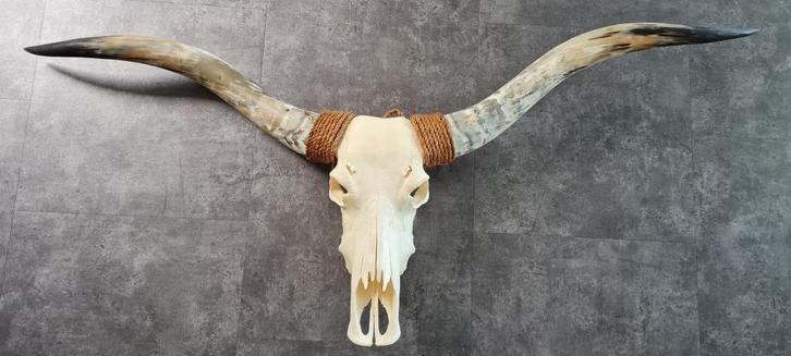 Grote longhorn buffel skull wand decoratie schedel, Huis en Inrichting, Woonaccessoires | Overige, Gebruikt, Ophalen