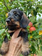 Teckel pups ruwharig wildkleur, Dieren en Toebehoren, Honden | Teckels en Dashonden, Standaard, 8 tot 15 weken, CDV (hondenziekte)