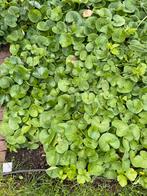 Mansoor, 10 stuks, meerdere mogelijk, Tuin en Terras, Planten | Tuinplanten, Ophalen, Bodembedekkers, Halfschaduw