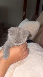 Britse korthaar kittentje, 0 tot 2 jaar