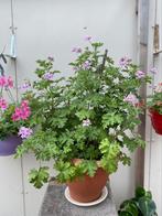 Geurende Citroengeranium Pelargonium graveolens, Vaste plant, Halfschaduw, Zomer, Ophalen