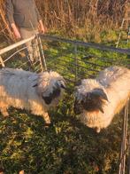 Te koop 2 wallische swartnase ooilammeren, Dieren en Toebehoren, Schapen, Geiten en Varkens, Vrouwelijk, Schaap, 0 tot 2 jaar