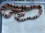 Lampropeltis Triangulum Hondurens Anery, Dieren en Toebehoren, Slang, 0 tot 2 jaar