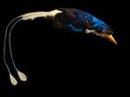 PORT-MORESBY RACKET-TAILED KINGFISHER taxidermie taxidermy, Verzamelen, Dierenverzamelingen, Ophalen of Verzenden