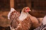 Wyandotte krielkippen | Tamme kippen | Passend advies, Dieren en Toebehoren, Pluimvee, Meerdere dieren, Kip