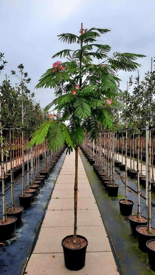 Albizia julibrissin 'Ombrella slaapboom'🌿🌺, Tuin en Terras, Planten | Bomen, Volle zon, Ophalen