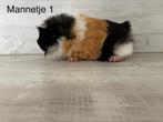 Jonge 3 kleur cavia beertjes, Cavia, Juni, Mannelijk, Tam