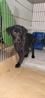 Anya – het lieve meisje zonder staart, Dieren en Toebehoren, Honden | Niet-rashonden, Particulier, Rabiës (hondsdolheid), 15 weken tot 1 jaar