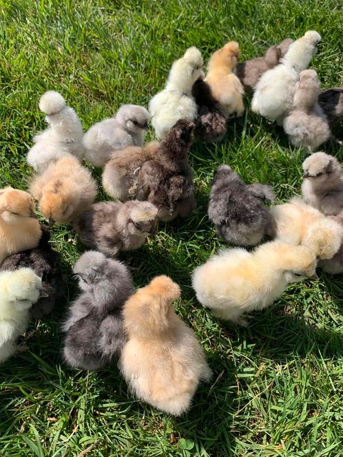 usa zijdehoen hennen 🐥net 1wk 🐥zijdehoenders hen 🍀, Dieren en Toebehoren, Pluimvee, Kip, Vrouwelijk