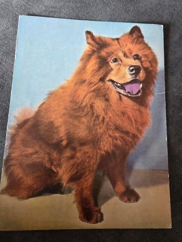 Chow Chow - Hond, Verzamelen, Ansichtkaarten | Dieren, Gelopen, 1980 tot heden, Hond of Kat, Verzenden