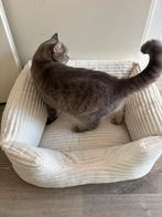 Kattenmand / hondenmand Nieuw!, Dieren en Toebehoren, Kattenmanden, Ophalen of Verzenden, Nieuw, Pluche