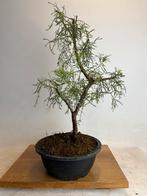 Juniperus bonsai jeneverbes, Ophalen, Bloeit niet, Halfschaduw, Overige soorten