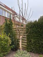 GRATIS Vijgenboom, Tuin en Terras, Planten | Bomen, Ophalen, Volle zon, Overige soorten
