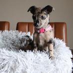 Mooie Jackrussel kruising, Jack Russell Terriër, 8 tot 15 weken, CDV (hondenziekte), Meerdere