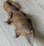 Opgezette oude kaaiman, krokodil, Ophalen, Gebruikt, Reptiel of Amfibie, Opgezet dier