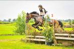 Mega lieve, grote springpony, B, Ruin, Springpony, 7 tot 10 jaar