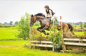 Mega lieve, grote springpony beschikbaar voor biedingen