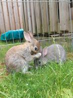 Dwerg konijntjes, Dieren en Toebehoren, Konijnen, Meerdere dieren, Dwerg, 0 tot 2 jaar