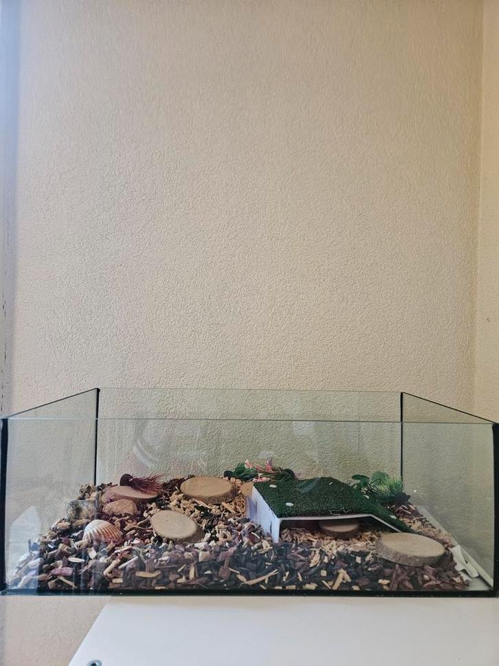 Glazen Terrarium & Inrichting (51 x 28 x 18 cm), Dieren en Toebehoren, Reptielen en Amfibieën | Toebehoren, Zo goed als nieuw