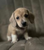Mooi lief klein teckel dashond pibald reutje, Dieren en Toebehoren, Honden | Teckels en Dashonden, Kaninchen, Reu, CDV (hondenziekte)