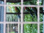 Pracht Rosellas, Dieren en Toebehoren, Vogels | Parkieten en Papegaaien, Meerdere dieren, Parkiet, Geringd