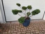 Ilex crenata vormsnoei, Tuin en Terras, Planten | Tuinplanten, Ophalen, Overige soorten, Halfschaduw