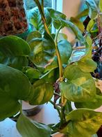 epipremnum global green stekken, Huis en Inrichting, Kamerplanten, Ophalen of Verzenden, Halfschaduw, Minder dan 100 cm