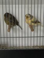 Koppel glosters, Dieren en Toebehoren, Vogels | Kanaries, Meerdere dieren, Kleurkanarie