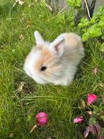 1 lief baby konijntje, Dieren en Toebehoren, Konijnen, Meerdere dieren, Dwerg, Hangoor