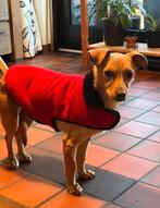 Honden Roemenië voor opvang of adoptie, Dieren en Toebehoren, Particulier, Meerdere, Meerdere dieren, Middel