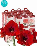 24 stuks amaryllis bollen in cadeauverpakking - rood, Tuin en Terras, Ophalen of Verzenden, Gehele jaar, Volle zon, Bloembol