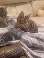 Poesje, Ophalen, Minder dan 80 cm, Overige typen, Rond