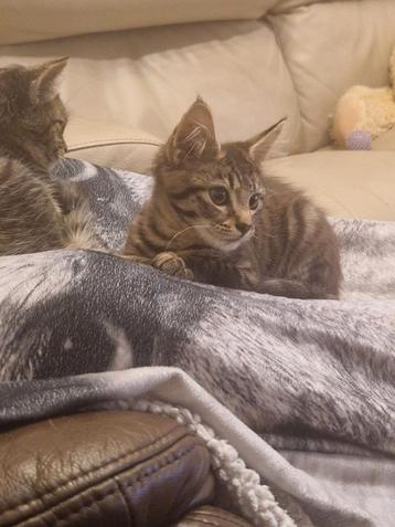 Poesje beschikbaar voor biedingen