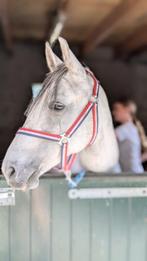 Te koop Merrie D Pony en Stamboek Shetlander Ruin, Dieren en Toebehoren, B, 7 tot 10 jaar, Recreatiepony, D pony (1.37m tot 1.48m)