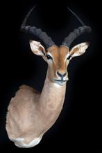 Impala, Verzamelen, Ophalen, Nieuw, Overige soorten, Opgezet dier