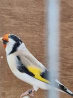 Major putter mannen  split satinet en geel van 2025 te koop, Meerdere dieren, Wildzangvogel, Geringd