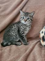 1 schattig poesje.kruising Mainecoon, Dieren en Toebehoren, Katten en Kittens | Overige Katten, Poes, Kortharig, 0 tot 2 jaar