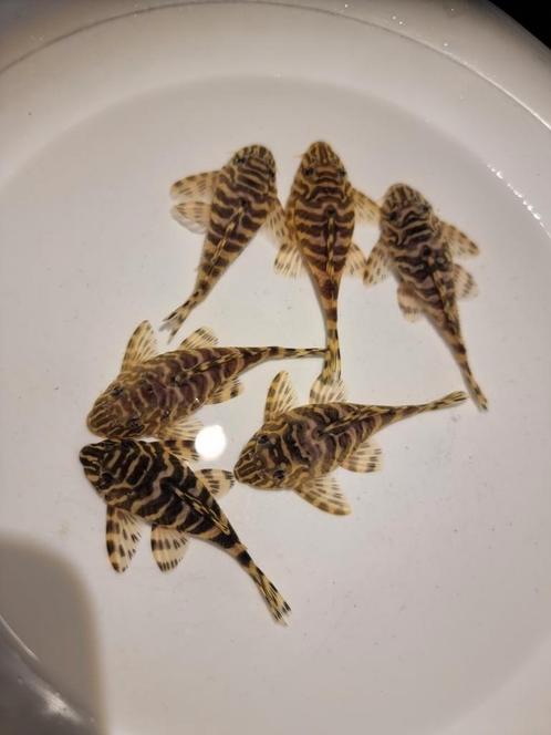 L134 Peckoltia compta kweekgroep, Dieren en Toebehoren, Vissen | Aquariumvissen, Zoetwatervis, Vis, Schoolvis