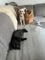 Uit internationale lijnen mooie Brits korthaar kittens., Dieren en Toebehoren, Katten en Kittens | Raskatten | Korthaar, Meerdere dieren