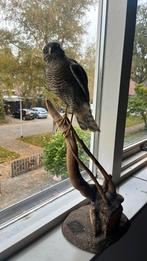 Opgezette sperwer, Verzamelen, Ophalen of Verzenden, Zo goed als nieuw, Vogel, Opgezet dier