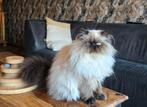 Perzische Kat, Dieren en Toebehoren, Katten en Kittens | Raskatten | Langhaar, Poes, Gechipt, 0 tot 2 jaar