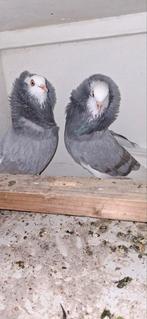 Te koop sierduiven Oudhollands kapucijnen duiven, Dieren en Toebehoren, Mannelijk, Overige soorten