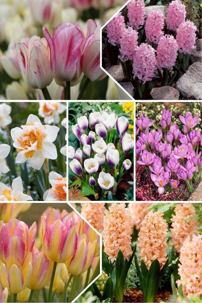 Bloembollenmix: Narcissen, tulpen, hyacinten, Tuin en Terras, Bloembollen en Zaden, Bloembol, Najaar, Volle zon, Ophalen of Verzenden
