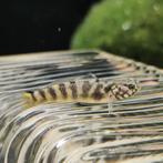 Mugilogobius parvus, Dieren en Toebehoren, Vissen | Aquariumvissen