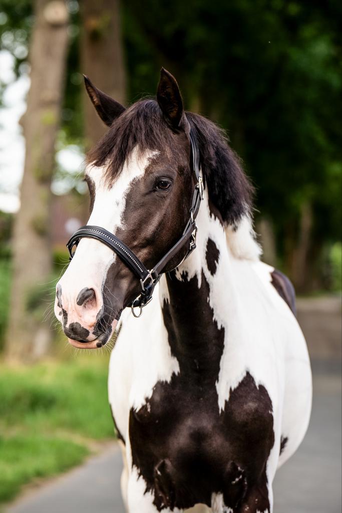 Stoere 4 jarige ruin, Dieren en Toebehoren, Paarden, Ruin, Zadelmak, Minder dan 160 cm, 3 tot 6 jaar, Recreatiepaard, Gechipt