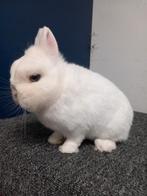 Te koop Pool blauwoog raskonijnen 2x ram 2x voedster, Meerdere dieren, Dwerg, 0 tot 2 jaar