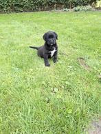 Mooie kruising boxadorpups., Dieren en Toebehoren, Meerdere, Meerdere dieren, Middel, Nederland